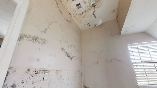 Best Attic Mold Removal  in Grove Hill, AL