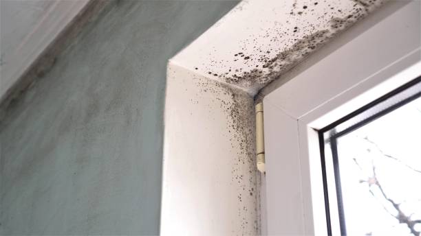 Best Black Mold Removal  in Grove Hill, AL