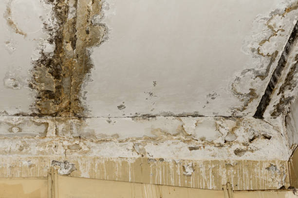 Best Airborne Mold Testing  in Grove Hill, AL