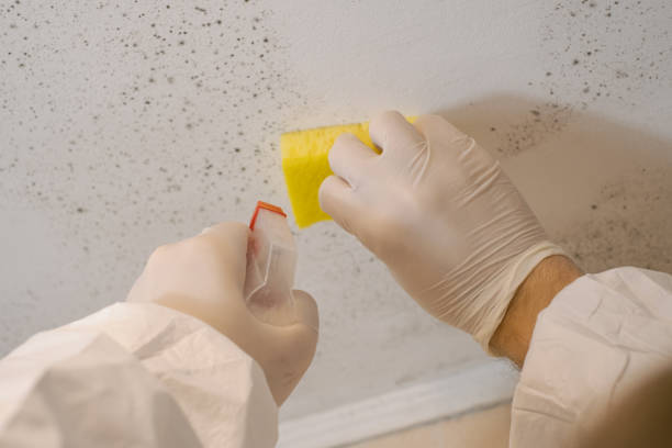 Best Post-Construction Mold Inspection  in Grove Hill, AL