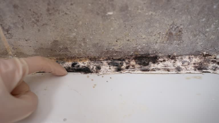 Best Environmental Consulting for Mold Prevention  in Grove Hill, AL