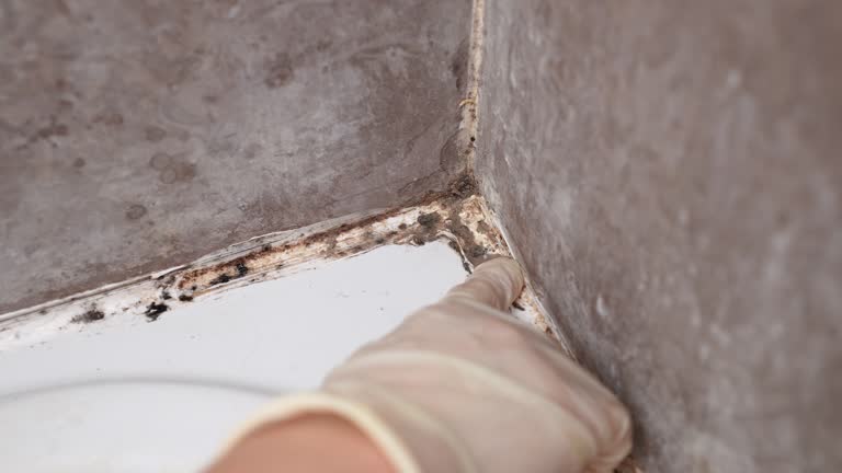 Trusted Grove Hill, AL Mold Removal Experts