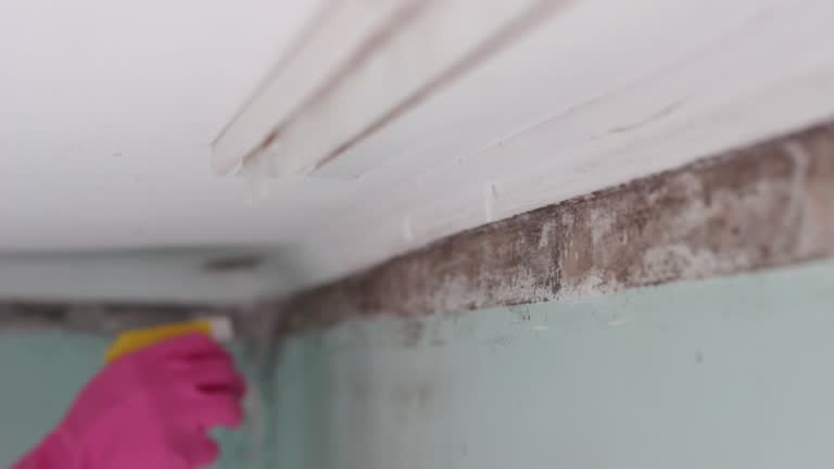 Best Industrial Mold Remediation  in Grove Hill, AL