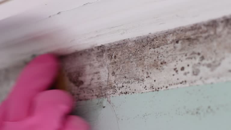 Best Residential Mold Inspection & Testing  in Grove Hill, AL